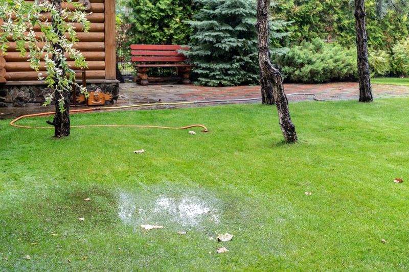 Does the patch get enough light and drain well?