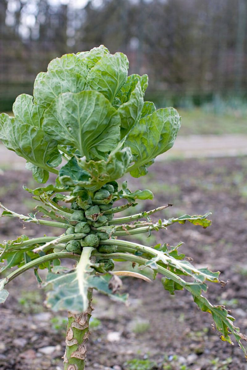 Does topping rescue loose sprouts?