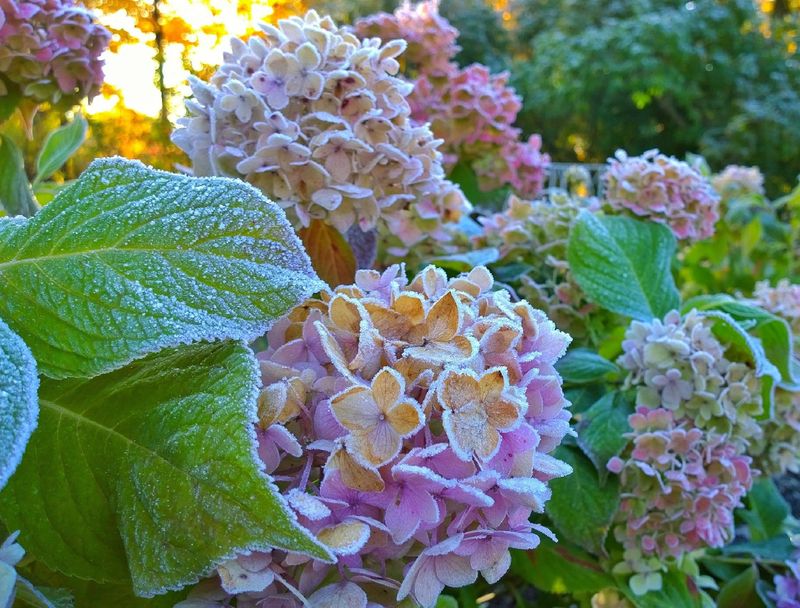 Does your shrub need protection this winter? Does your shrub need protection this winter?