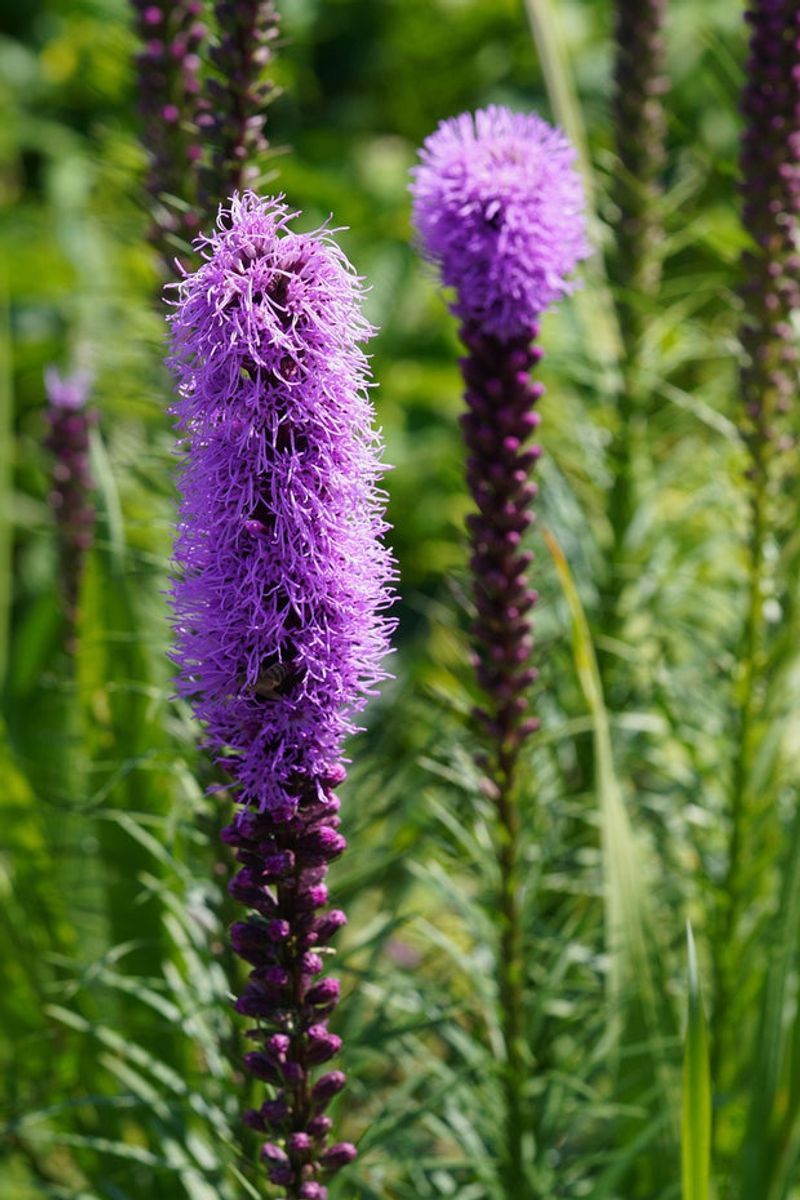 Dotted Blazing Star Dotted Blazing Star