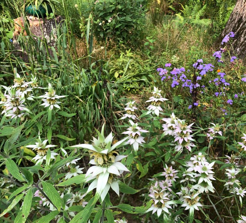 Dotted Horsemint