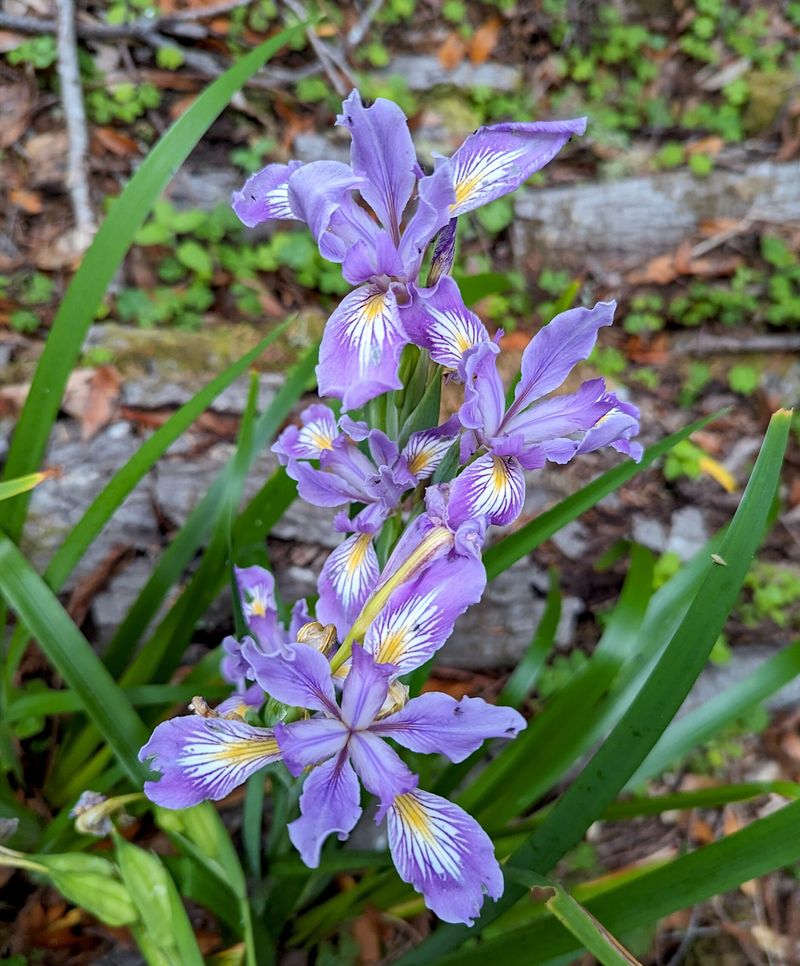 Douglas Iris (Iris douglasiana)