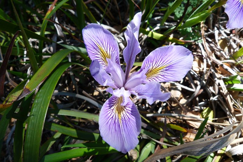 Douglas Iris