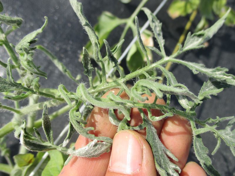 Downward curls and twisted shoots raise an exposure question