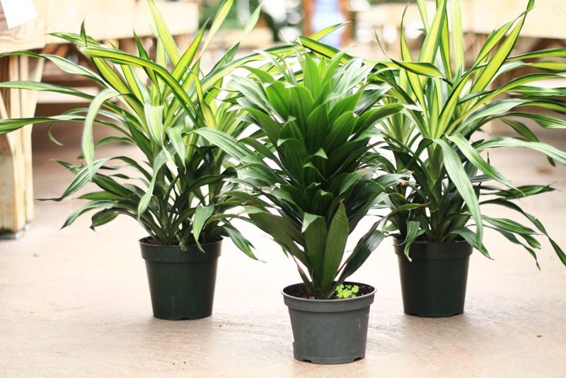 Dracaena