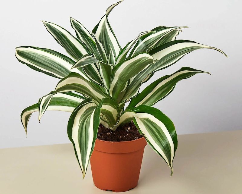 Dracaena