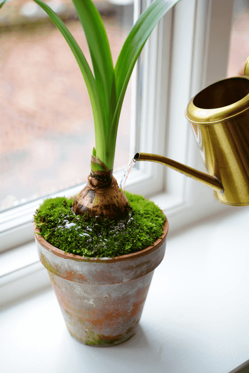 Drain first, then check before watering again Drain first, then check before watering again