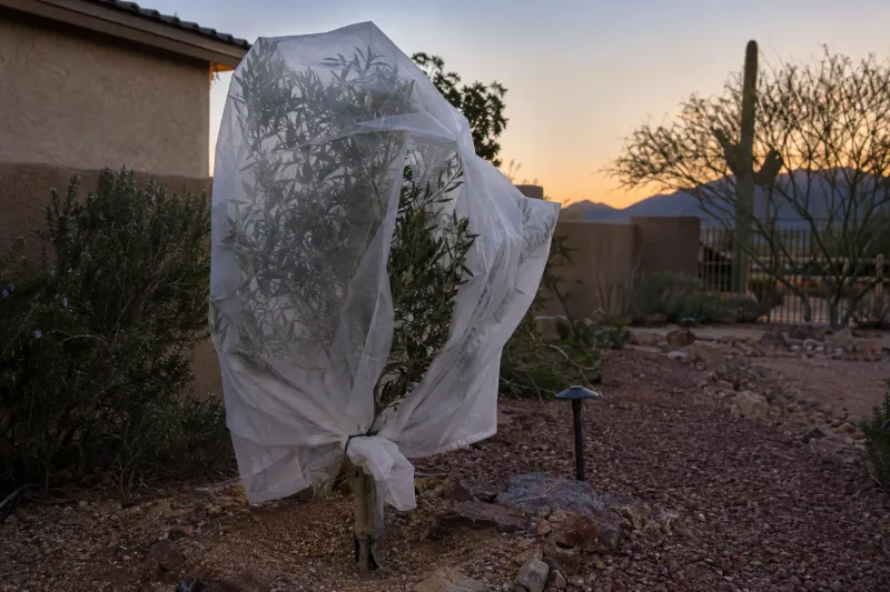 Drape Frost Cloth All the Way to the Ground