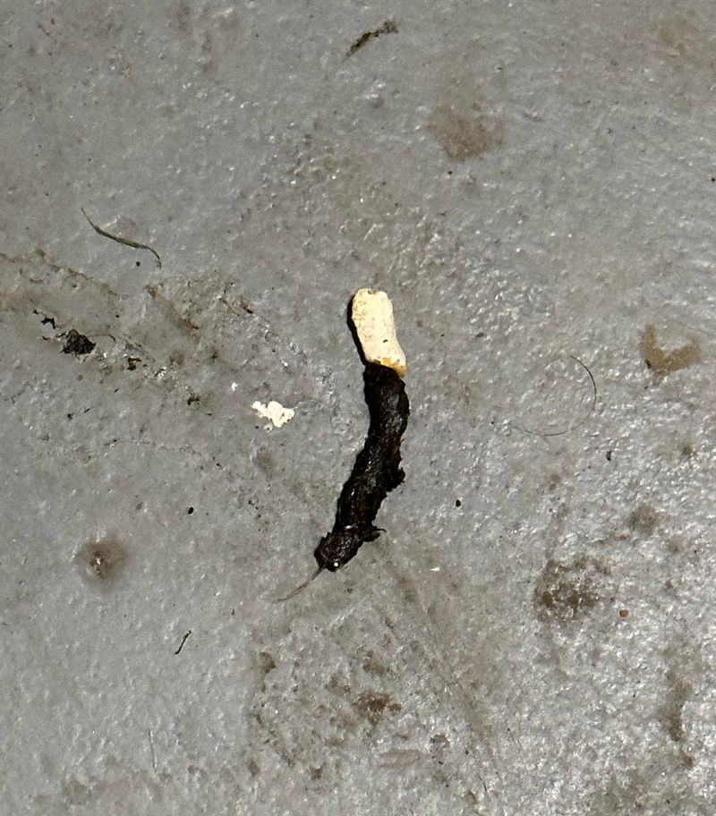Droppings with a telltale white tip