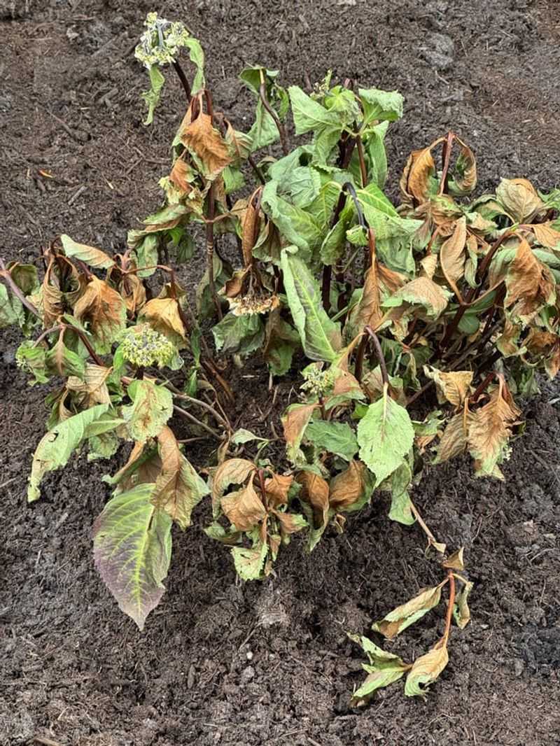 Drought damage and transplant stress can linger
