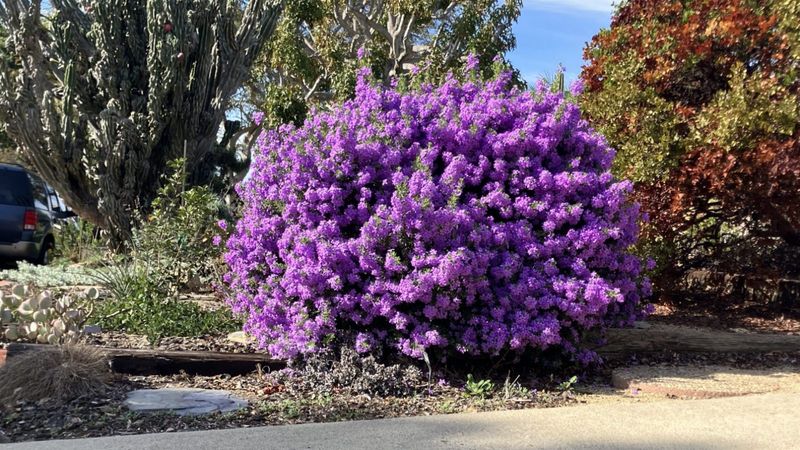 Drought tolerance does not mean no watering