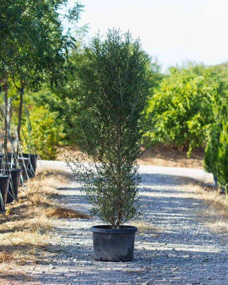 Drought tolerance still takes establishment care