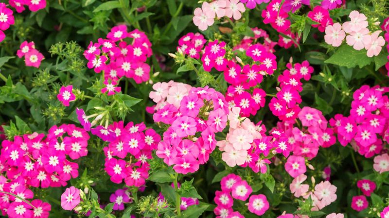Drummond Phlox