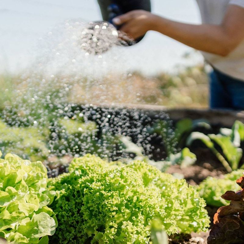 Dry Mulch and Morning Watering Dry Mulch and Morning Watering