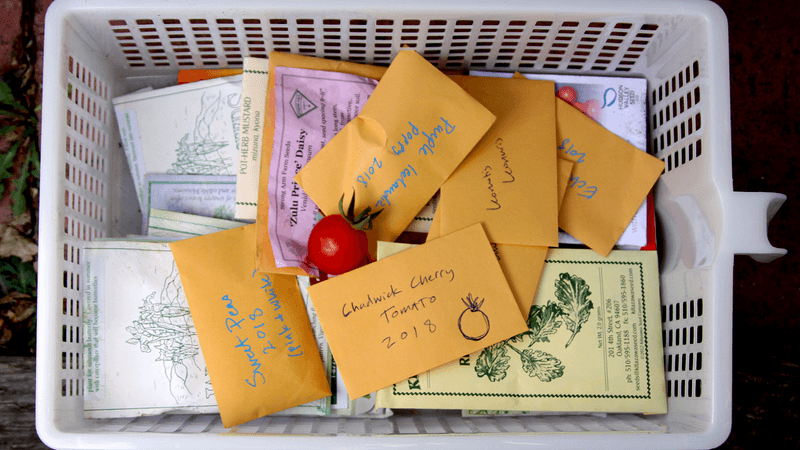 Dry and store the cleaned seeds