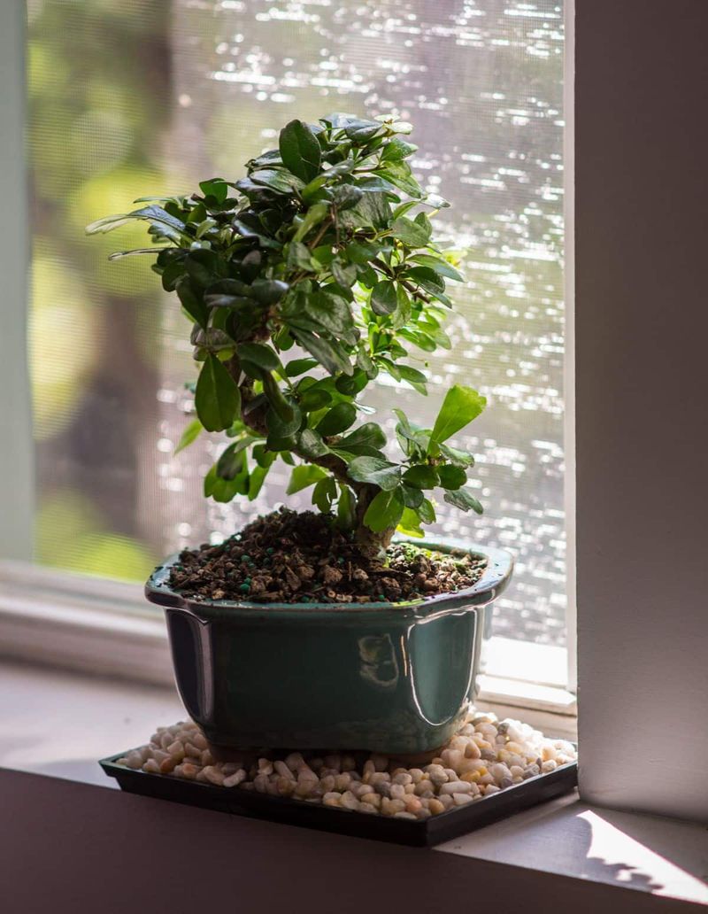 Dry indoor air calls for a different fix Dry indoor air calls for a different fix