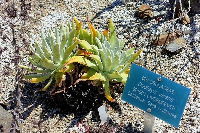 Dudleya and Native Succulents