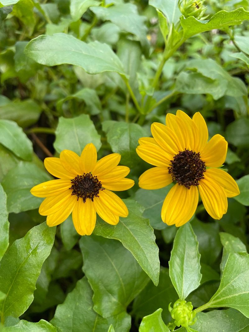 Dune Sunflower