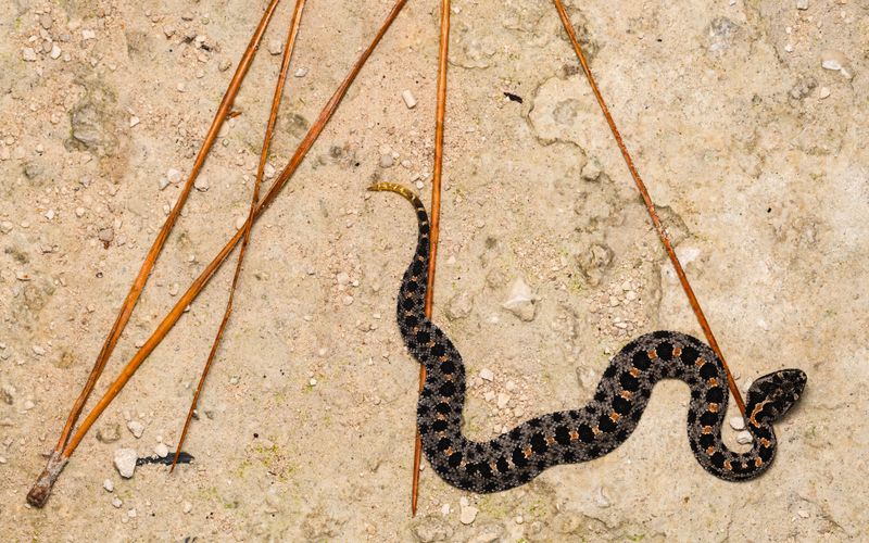 Dusky Pygmy Rattlesnake