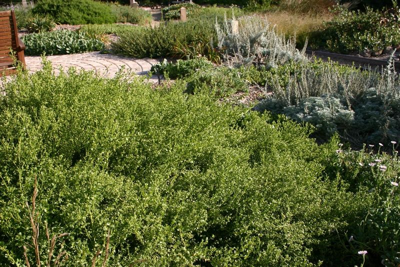 Dwarf Coyote Brush Dwarf Coyote Brush