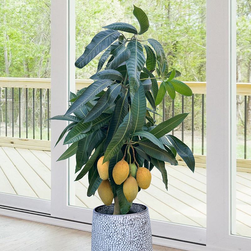 Dwarf Mango