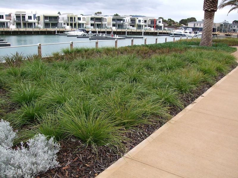 Dwarf Mat Rush (Lomandra)