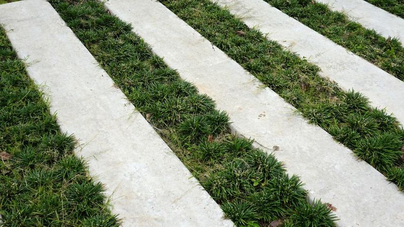 Dwarf Mondo Grass Dwarf Mondo Grass