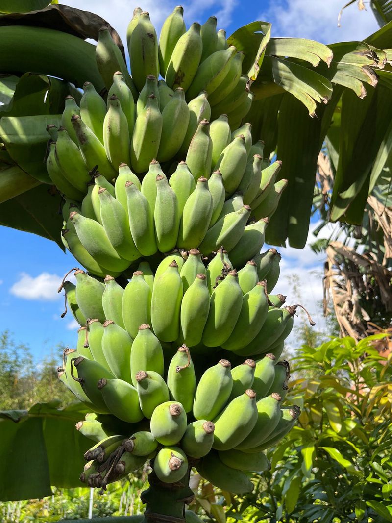 Dwarf Namwah Banana