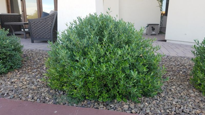 Dwarf Olive (Olea 'Little Ollie')