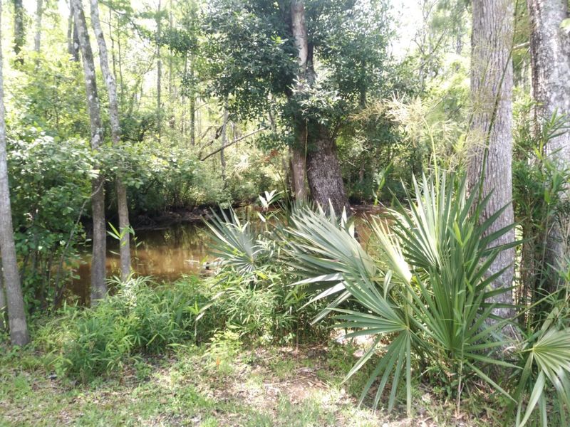 Dwarf Palmetto Dwarf Palmetto