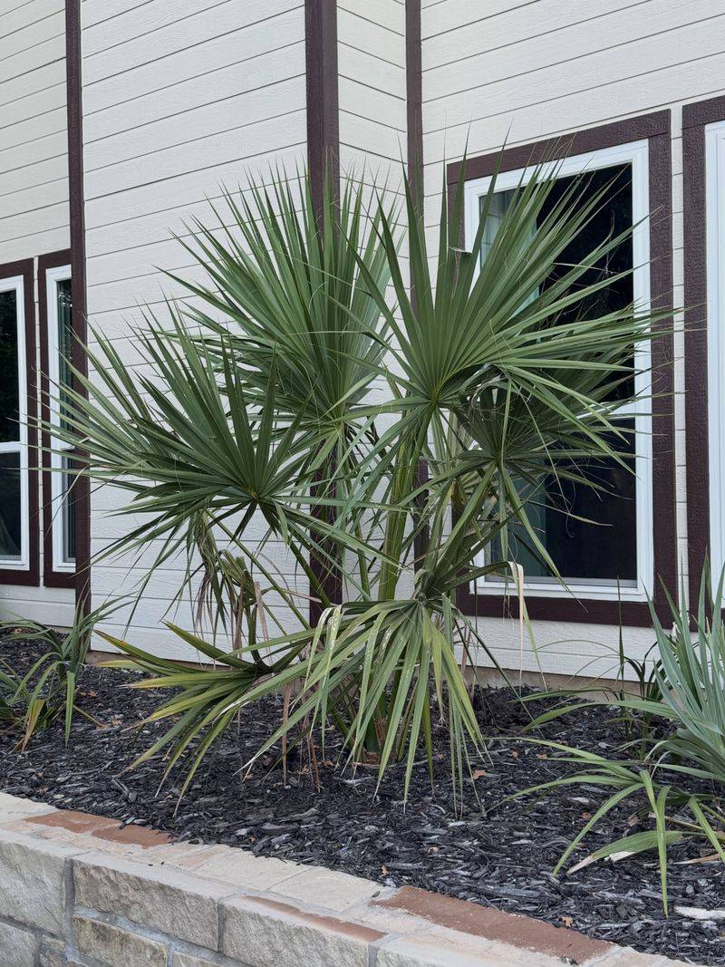 Dwarf Palmetto Dwarf Palmetto