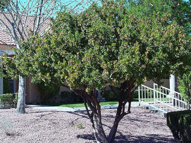 Dwarf Strawberry Tree