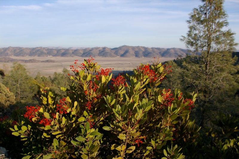 Dwarf Toyon