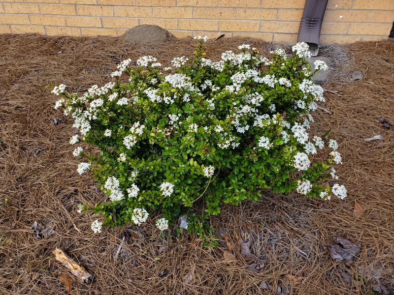 Dwarf Walter's Viburnum