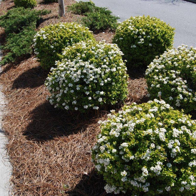 Dwarf Walter's Viburnum Dwarf Walter's Viburnum