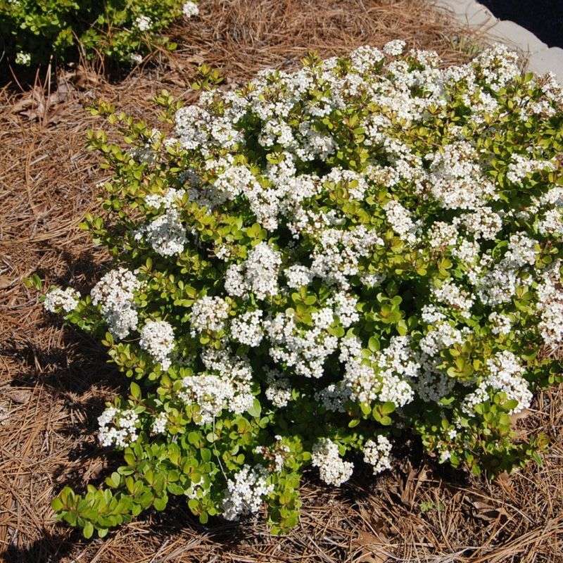 Dwarf Walter's Viburnum