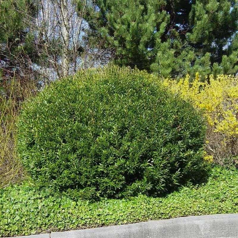 Dwarf Wax Myrtle Dwarf Wax Myrtle
