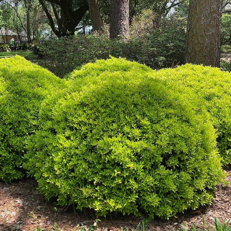 Dwarf Yaupon Holly