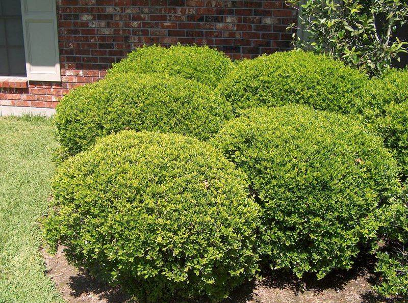 Dwarf Yaupon Holly