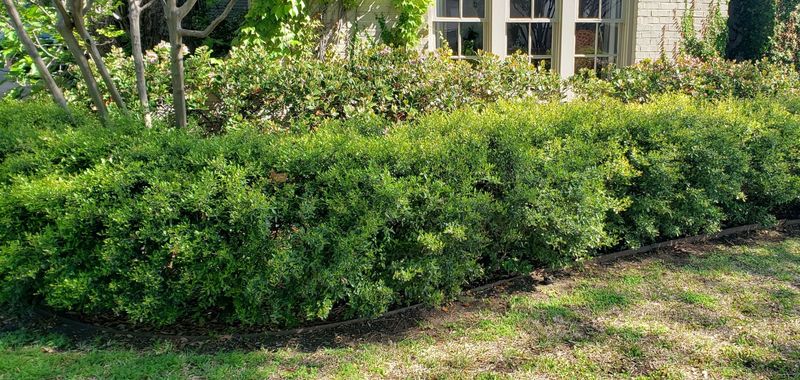 Dwarf Yaupon Holly