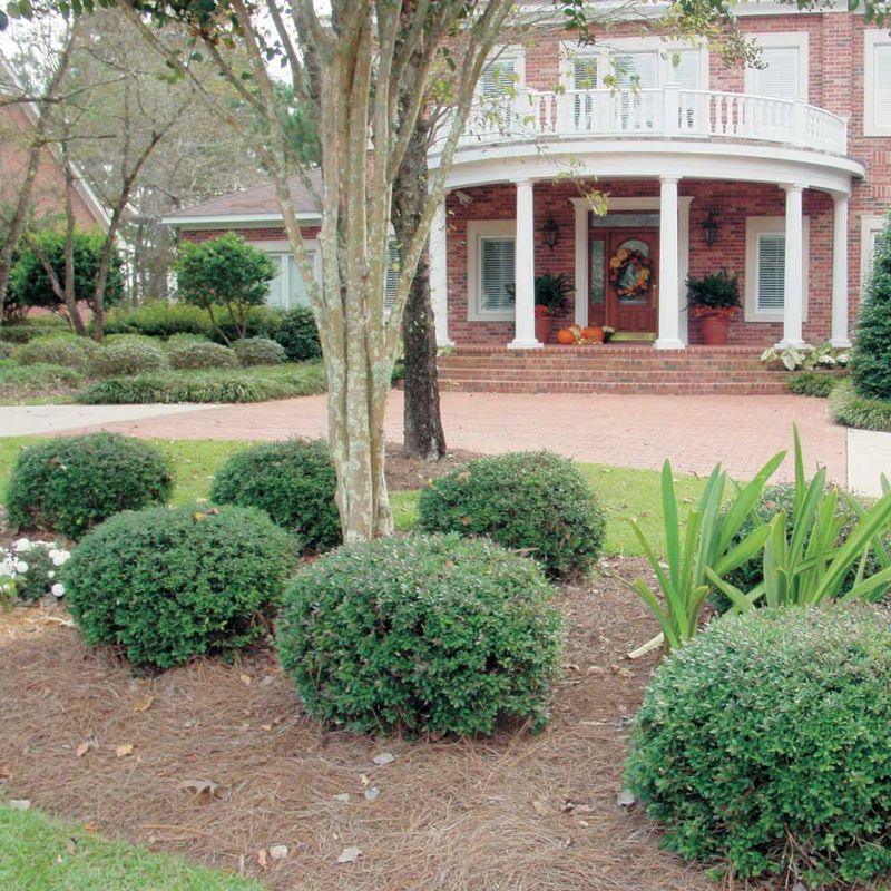 Dwarf yaupon is a planting option, not a roach repellent