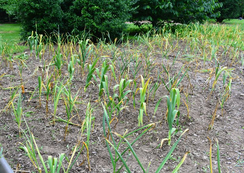 Early yellow tips are not a harvest signal