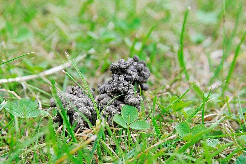Earthworms Earthworms