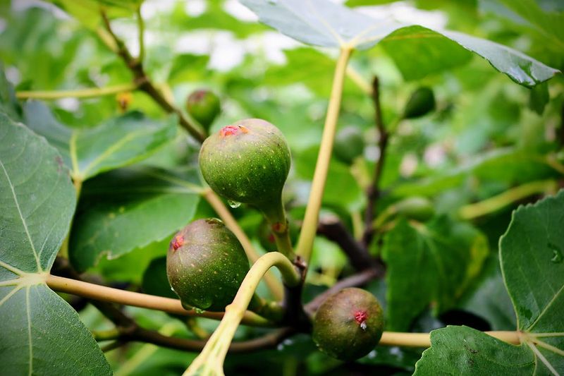Ease Up on Water and Skip the Fertilizer