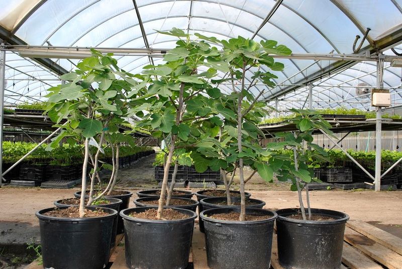 Ease the fig back outdoors in spring