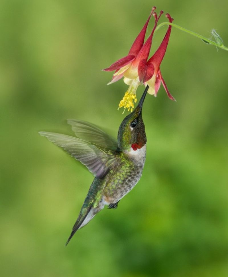 Eastern Columbine