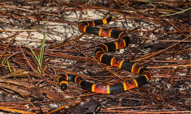 Eastern Coral Snake