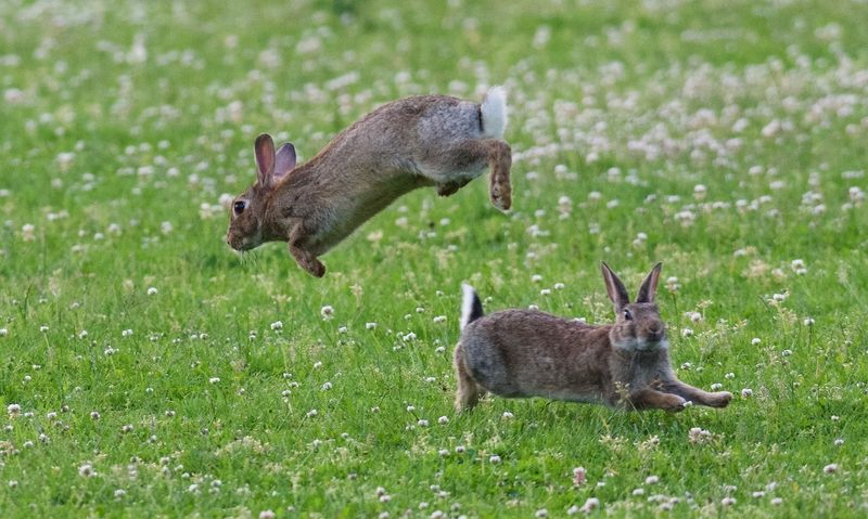 Eastern Cottontail Eastern Cottontail