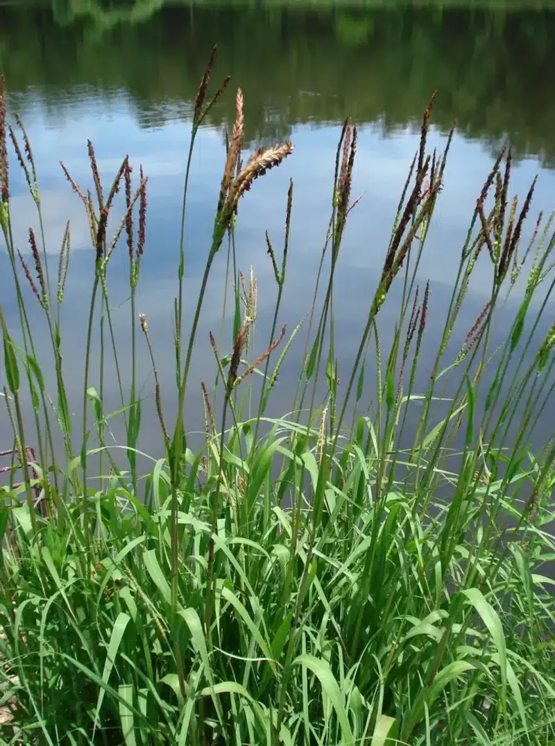 Eastern Gamagrass