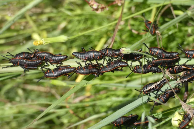 Eastern Lubber Grasshoppers Eastern Lubber Grasshoppers